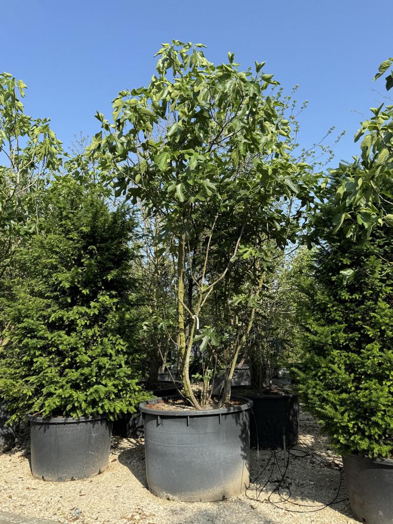 Ficus carica