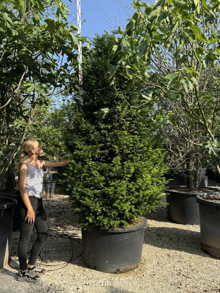 Taxus baccata
