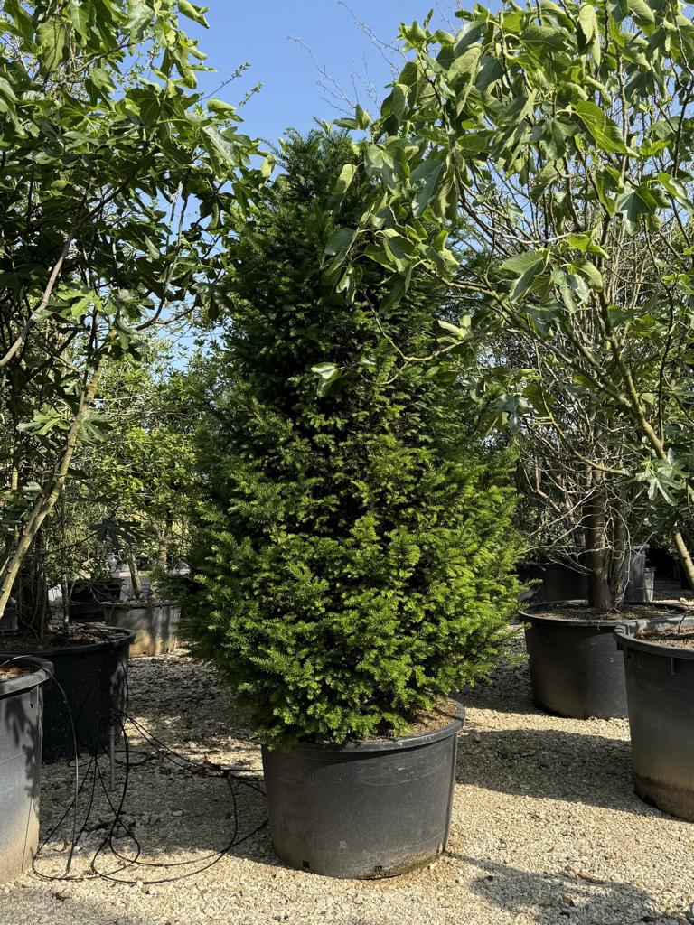Taxus baccata