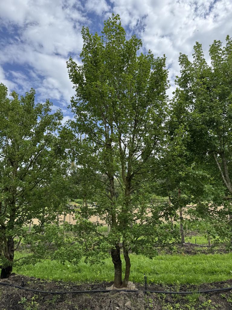 Acer monspessulanum