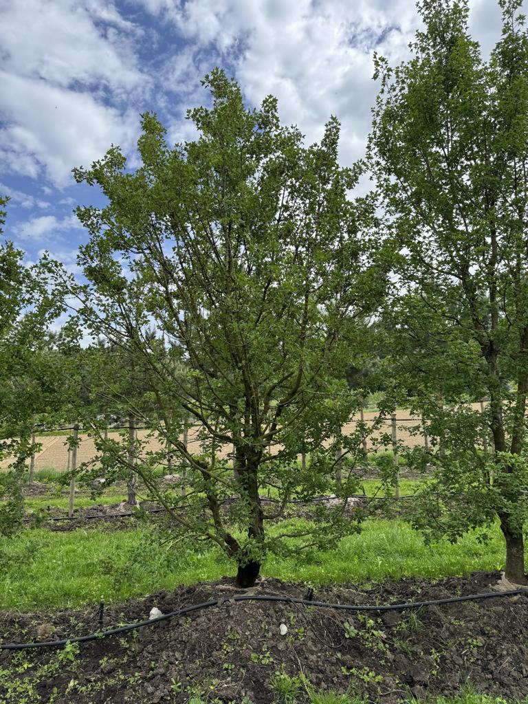 Acer monspessulanum