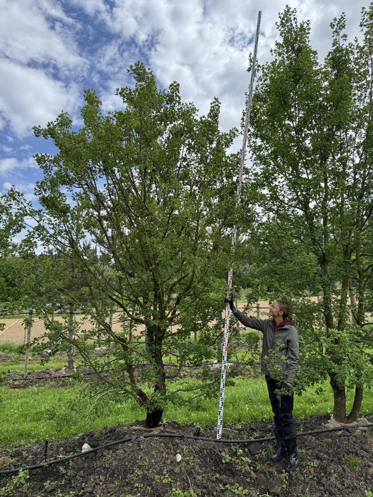 Acer monspessulanum