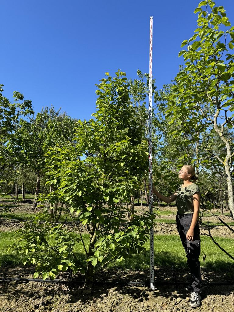 Magnolia acuminata