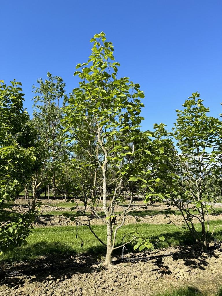 Magnolia soulangeana (x) 'Alba Superba'