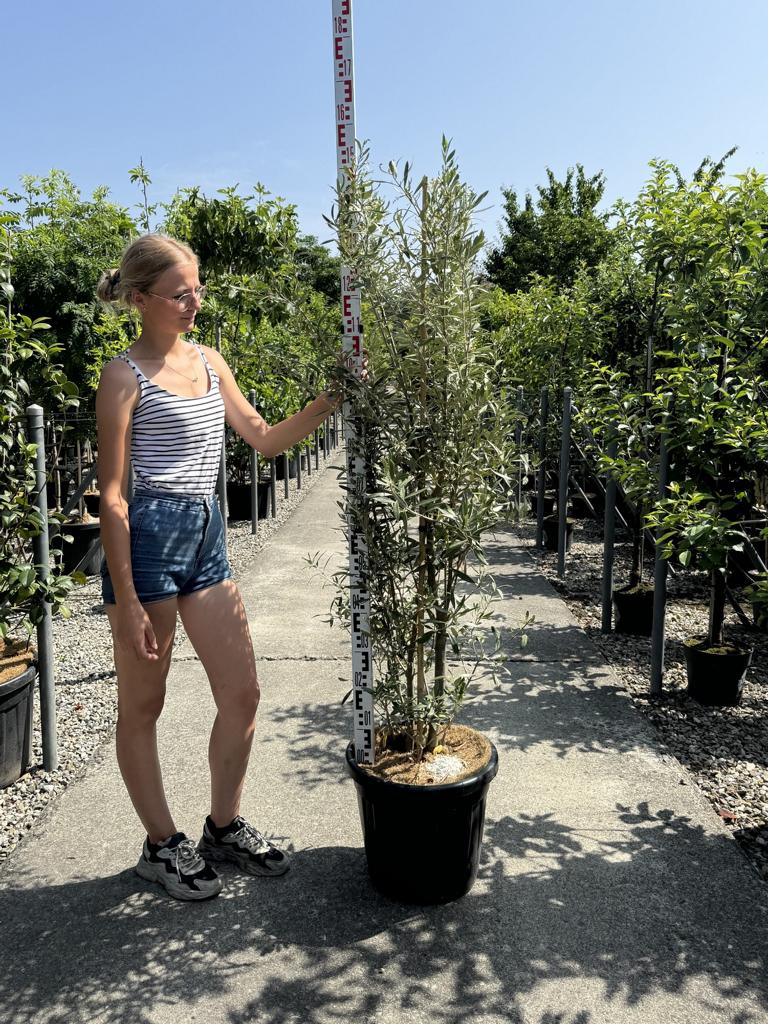Olea europaea