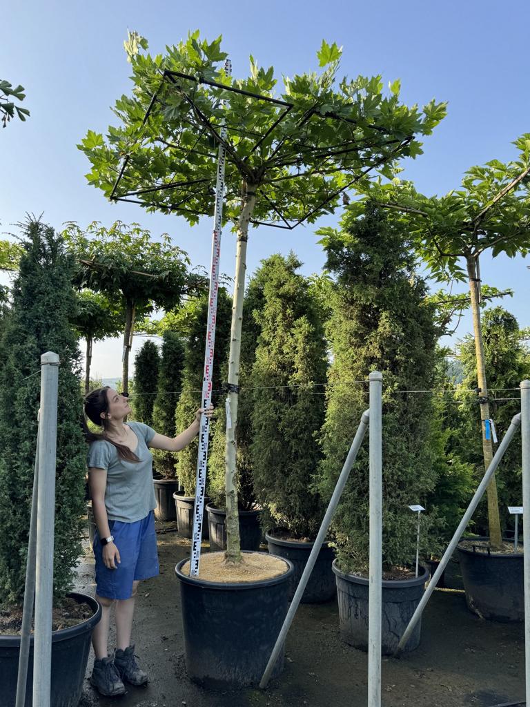 Platanus hispanica (x) dachförmig