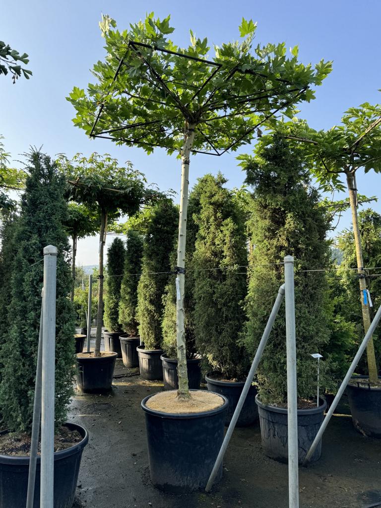 Platanus hispanica (x) dachförmig