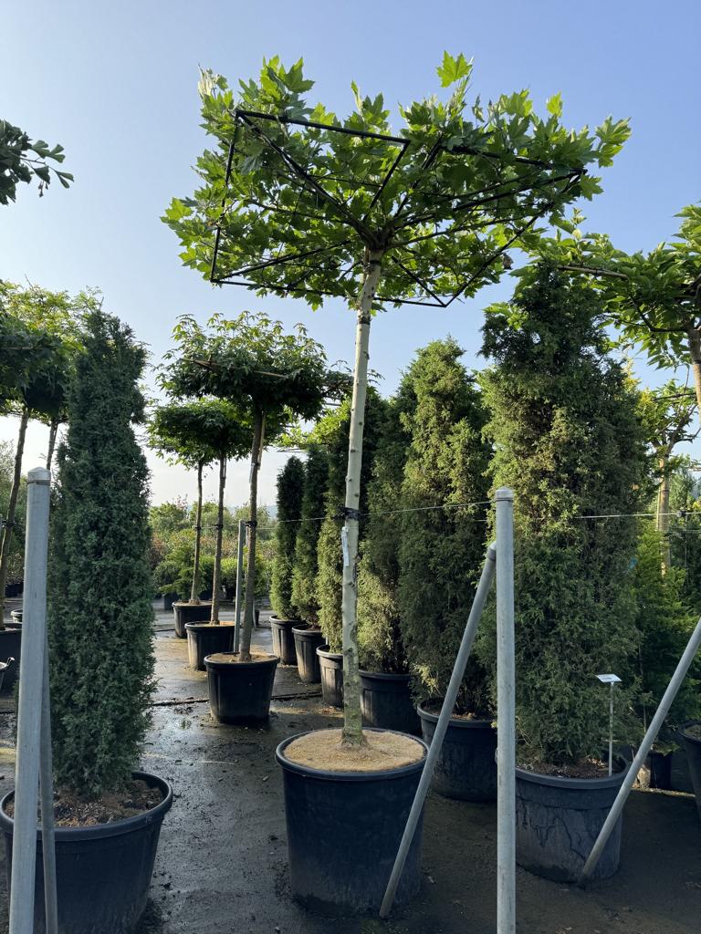 Platanus hispanica (x) dachförmig