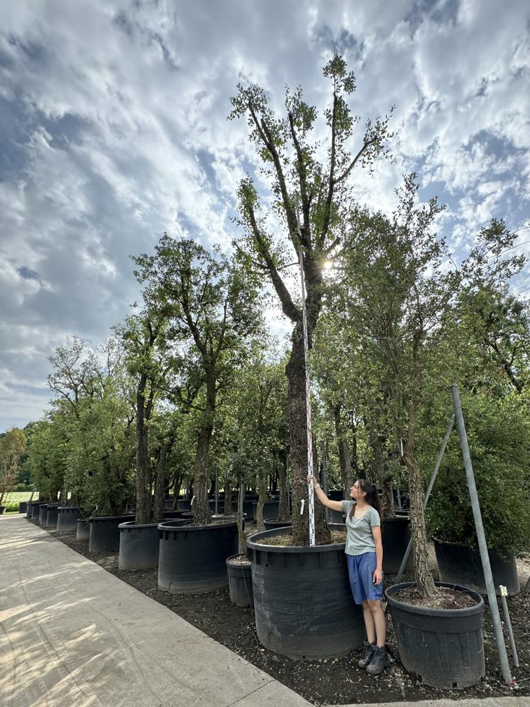 Quercus suber