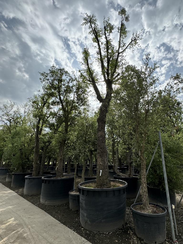 Quercus suber