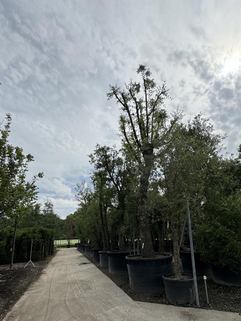 Quercus suber