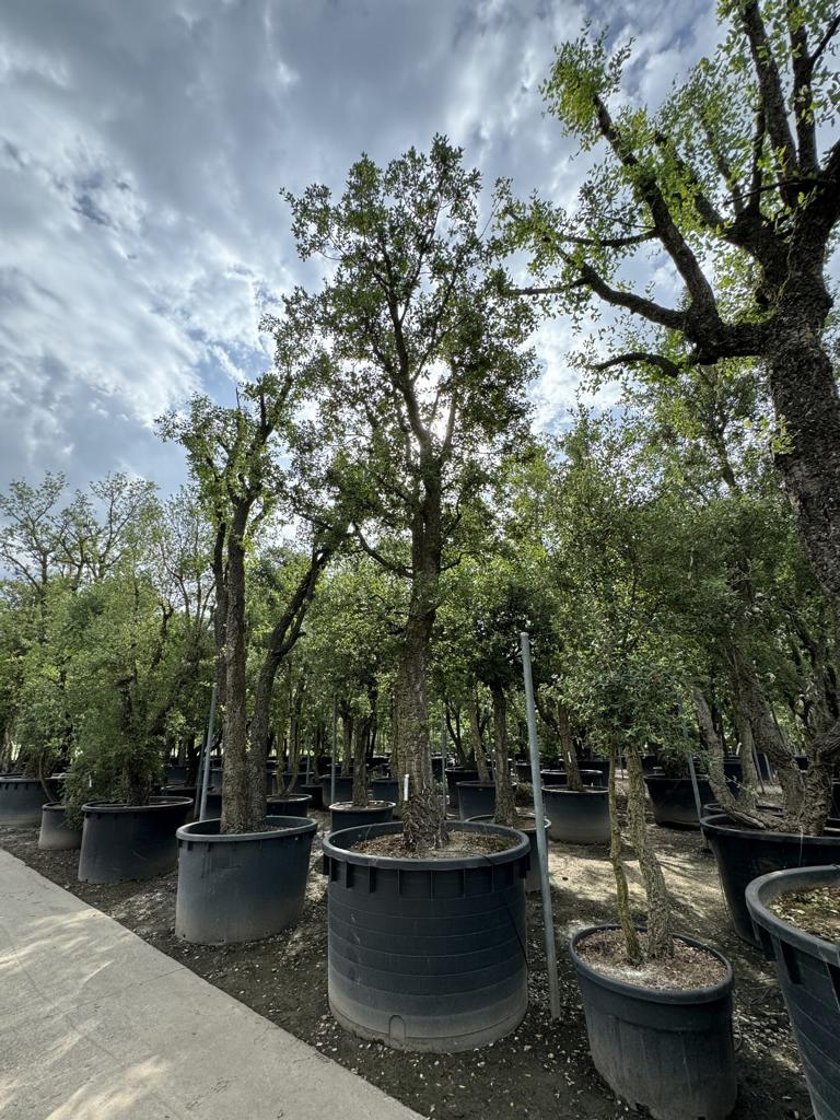 Quercus suber