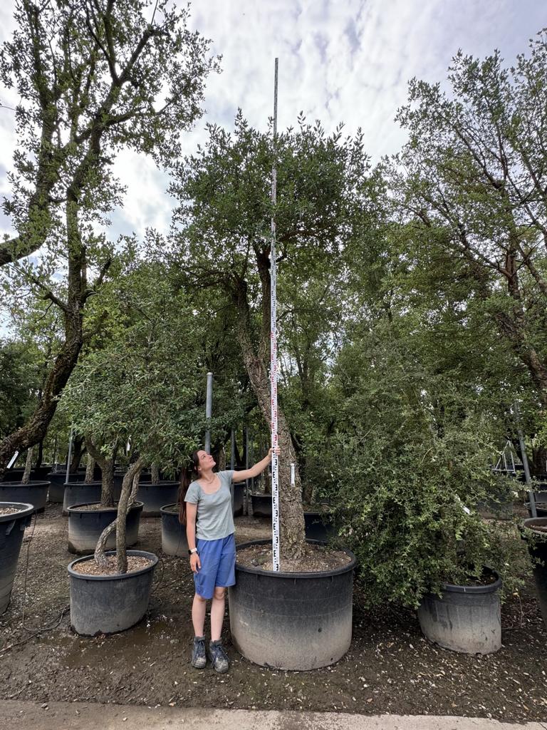 Quercus suber Schirmform