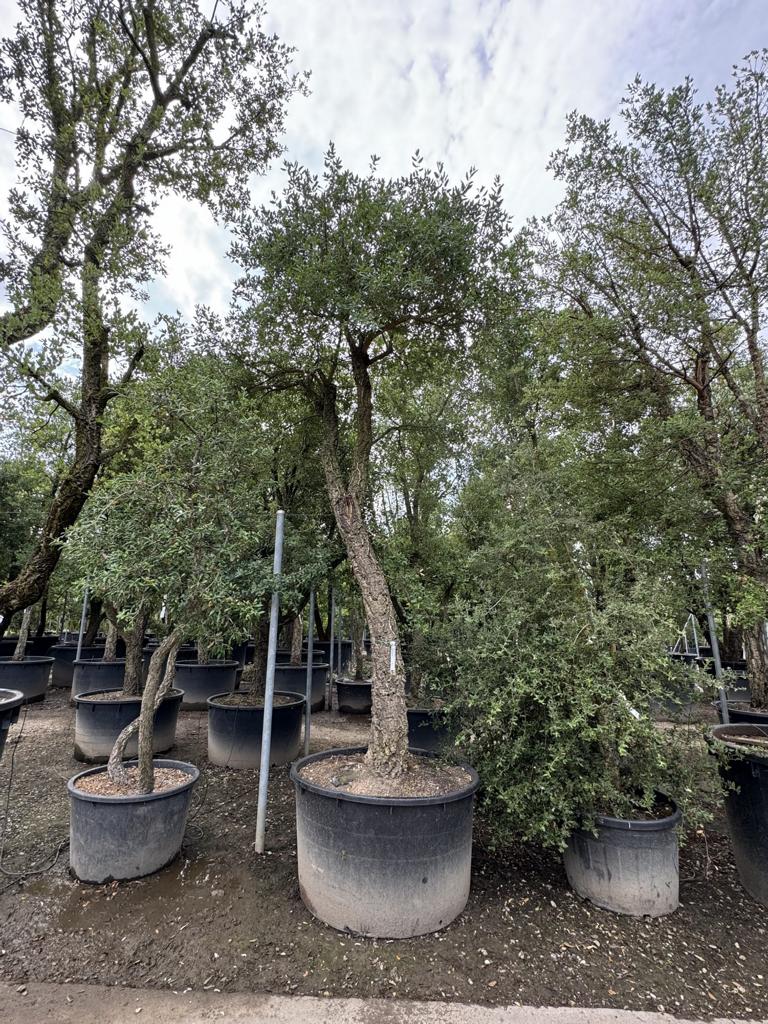 Quercus suber Schirmform