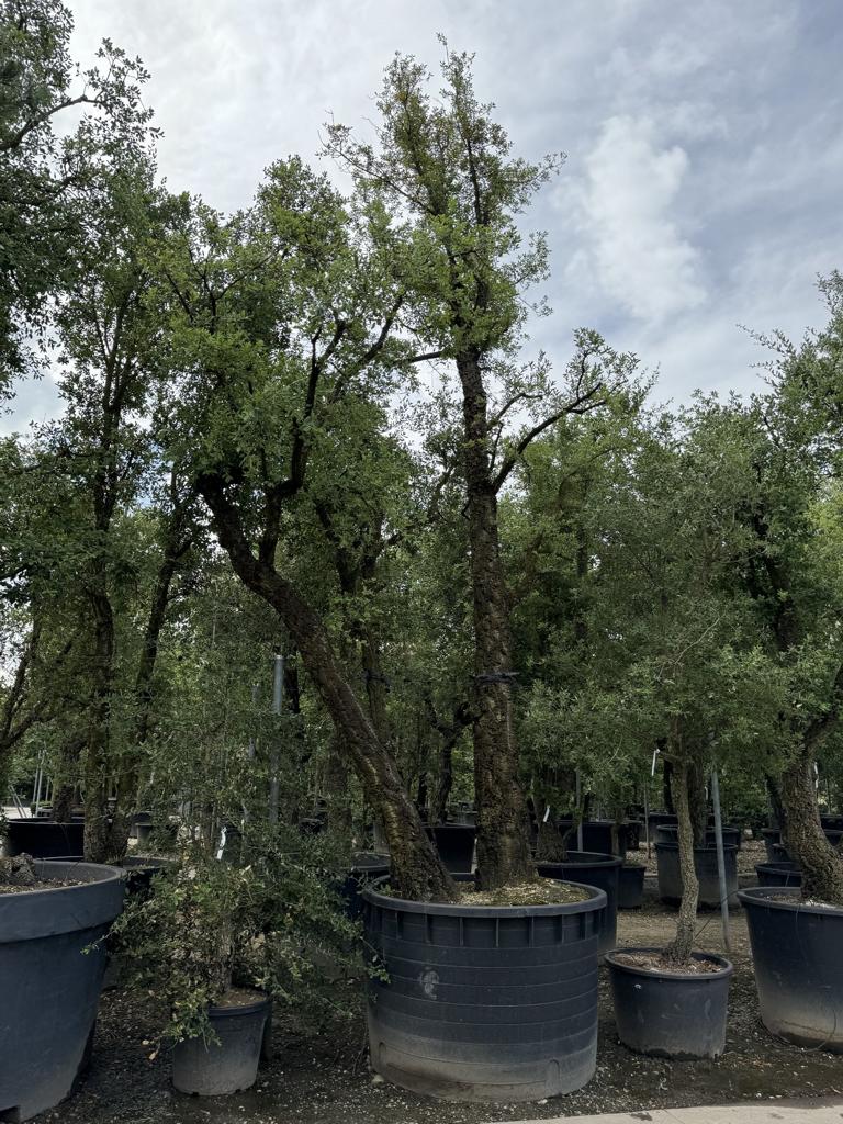 Quercus suber