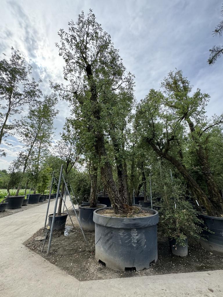 Quercus suber