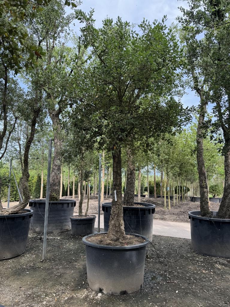 Quercus suber Schirmform