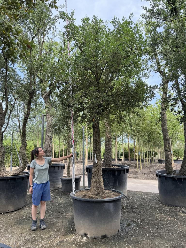 Quercus suber Schirmform