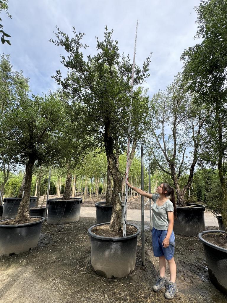 Quercus suber Schirmform