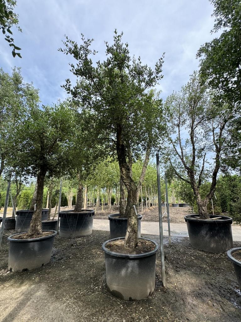 Quercus suber Schirmform