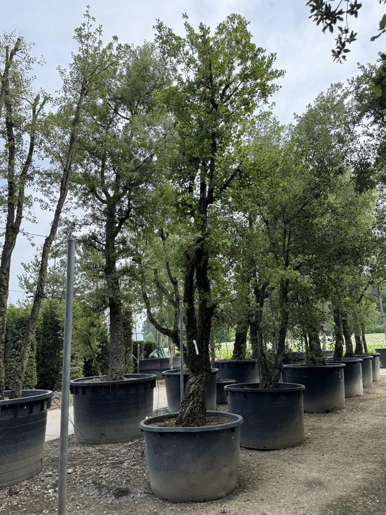 Quercus suber