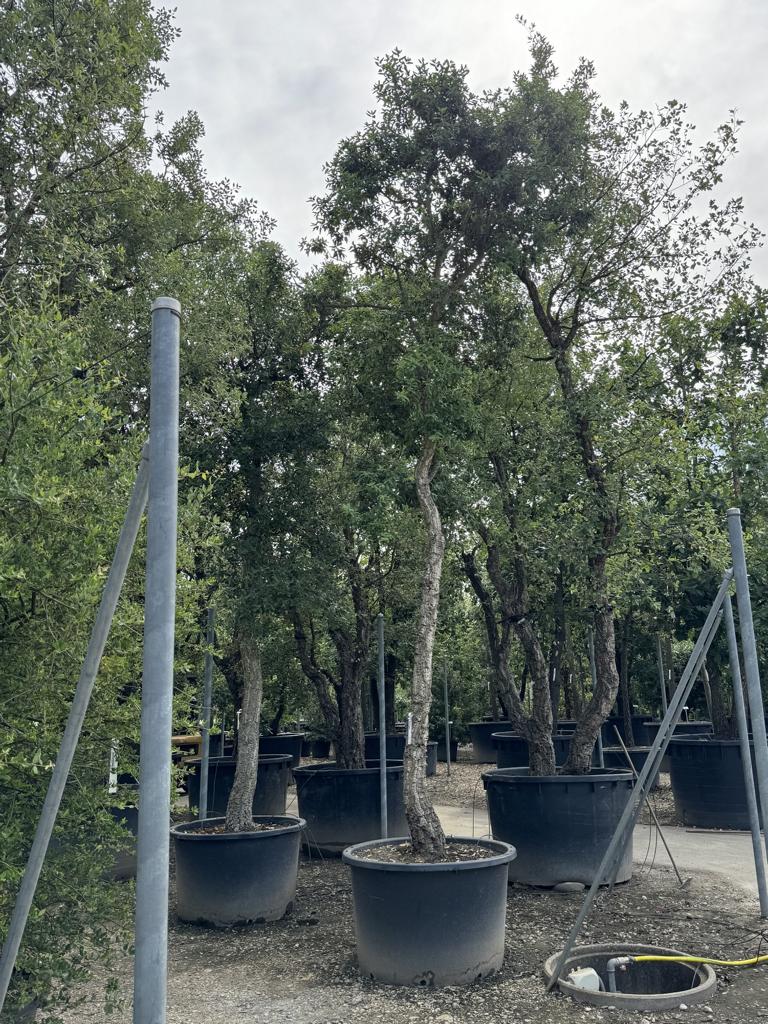 Quercus suber