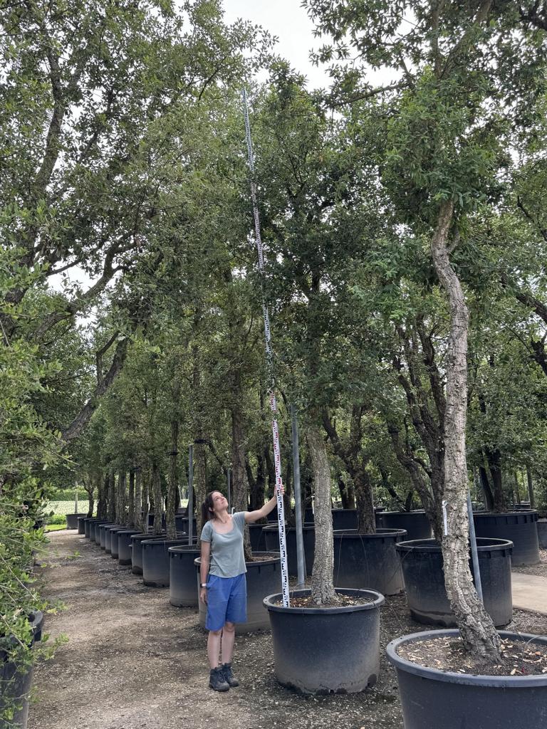 Quercus suber
