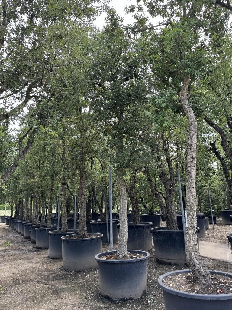 Quercus suber