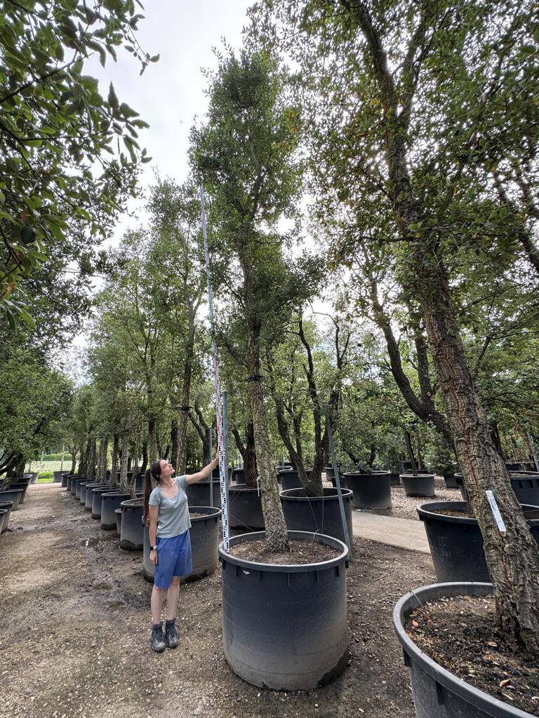 Quercus suber