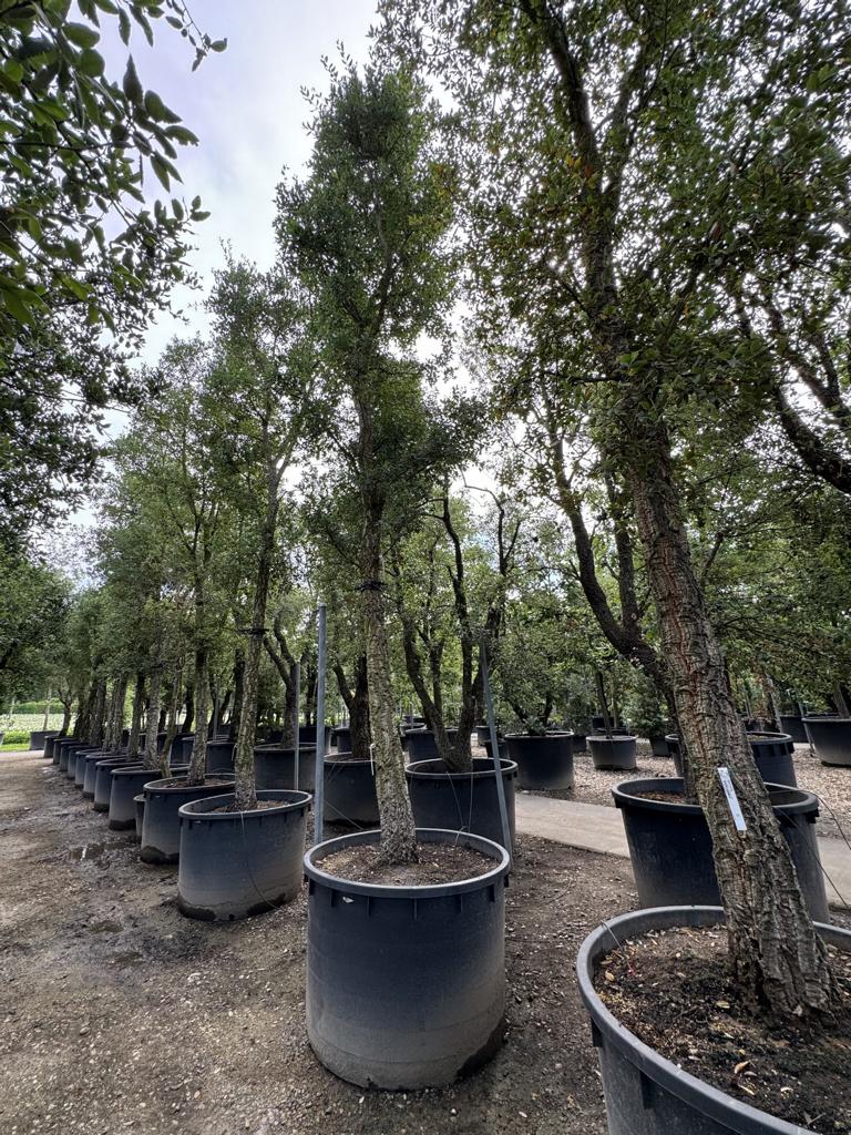 Quercus suber