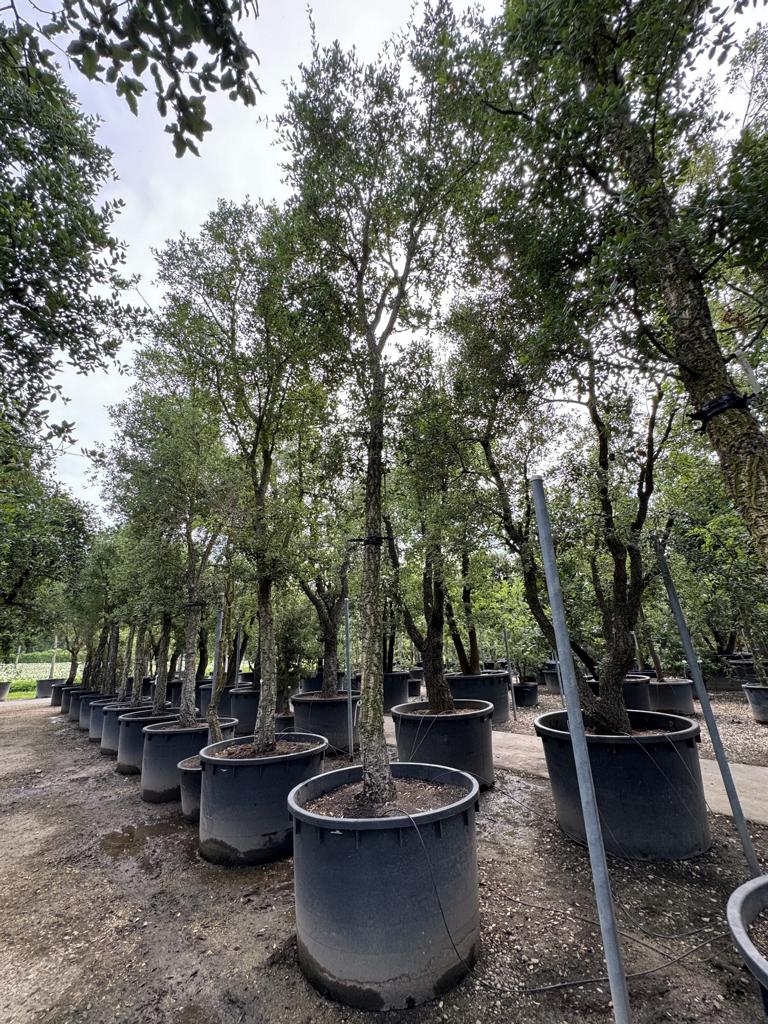 Quercus suber