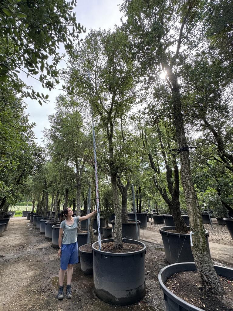 Quercus suber