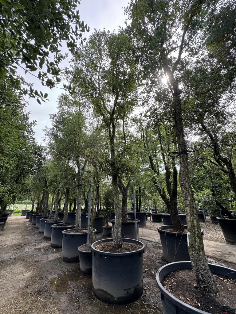 Quercus suber