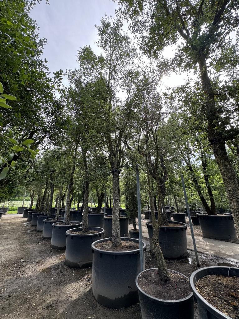 Quercus suber