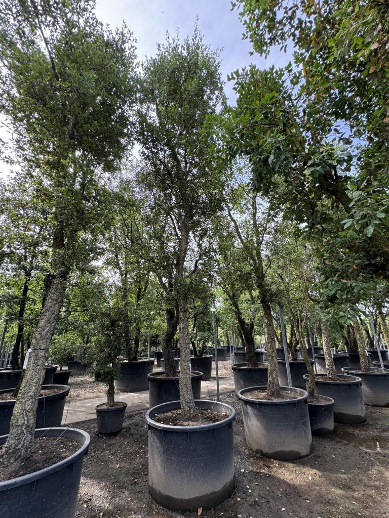 Quercus suber