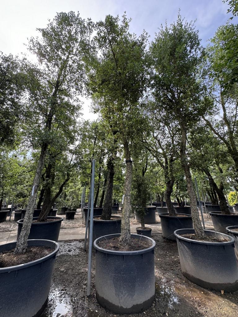 Quercus suber