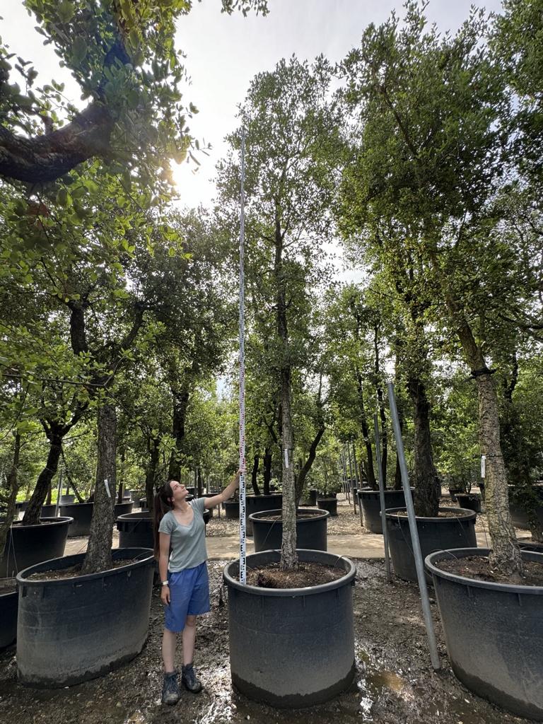 Quercus suber
