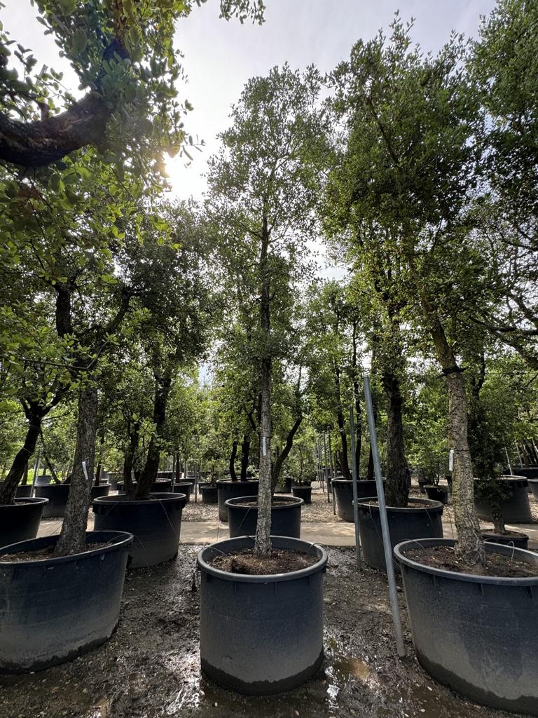 Quercus suber