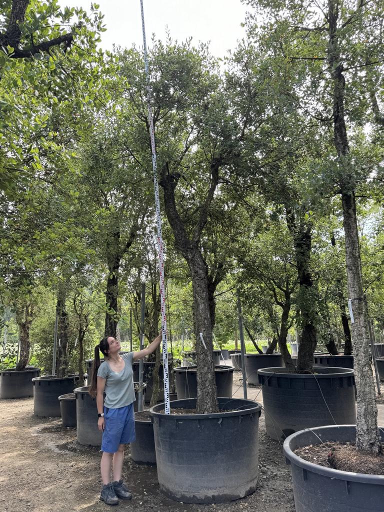 Quercus suber Schirmform