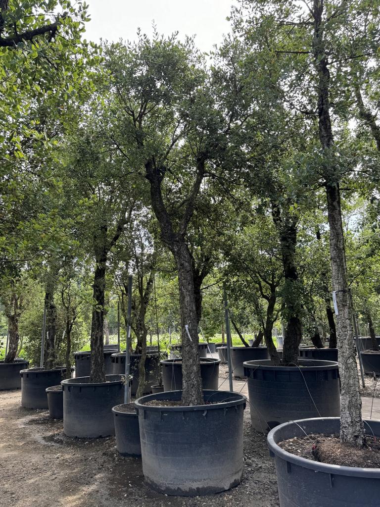 Quercus suber Schirmform