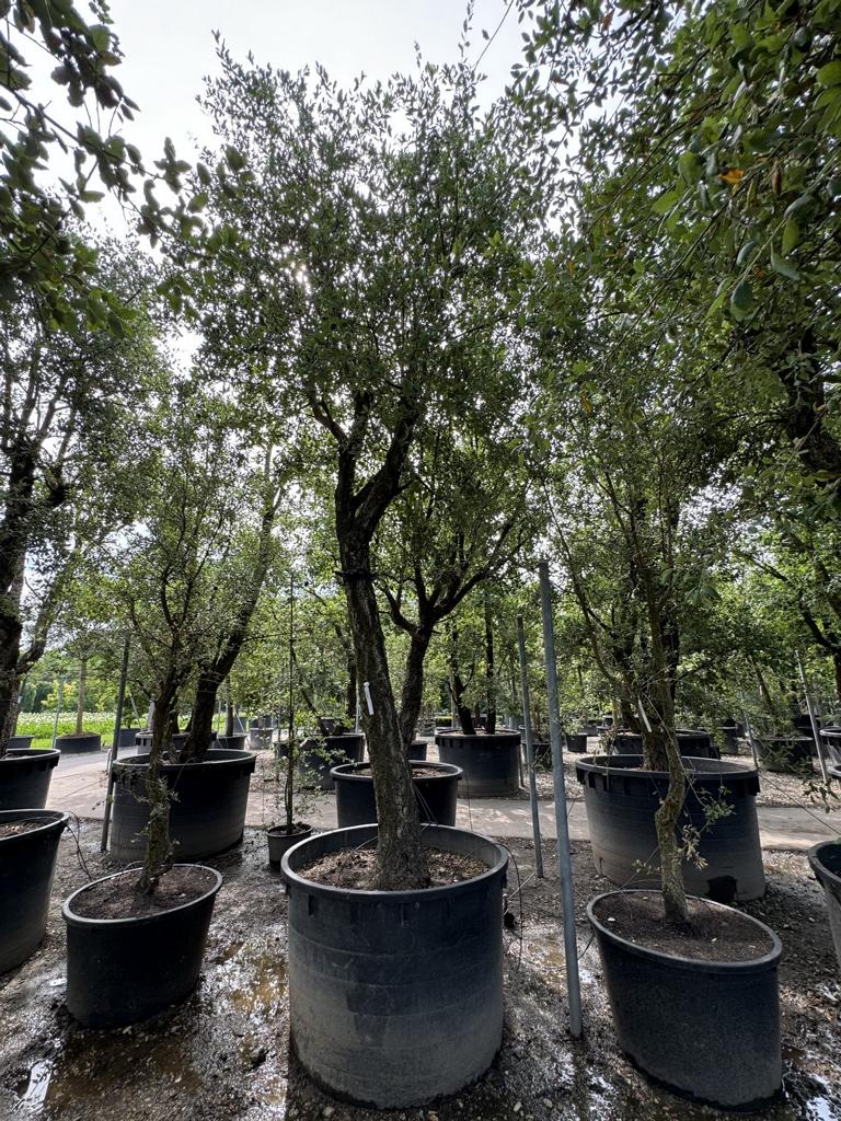 Quercus suber Schirmform