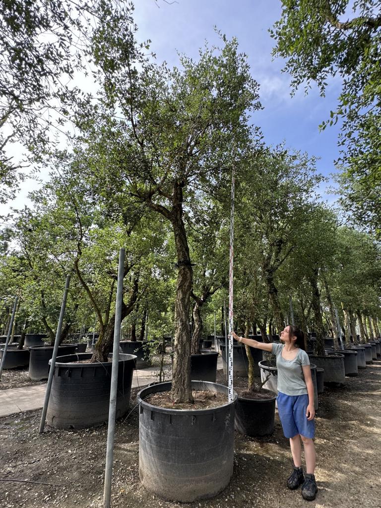 Quercus suber Schirmform
