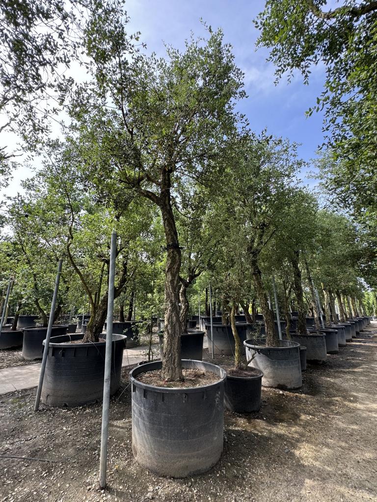 Quercus suber Schirmform