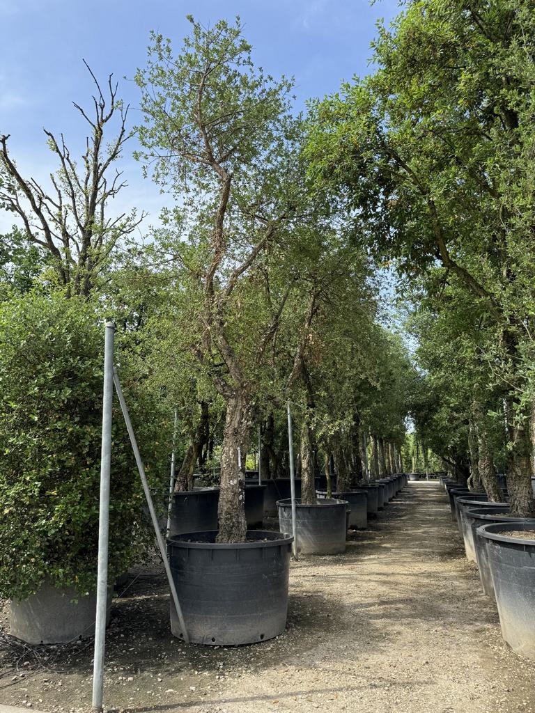 Quercus suber Schirmform