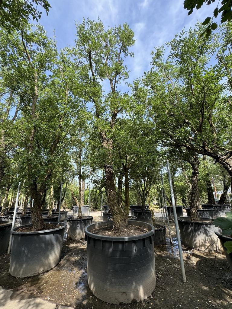 Quercus suber