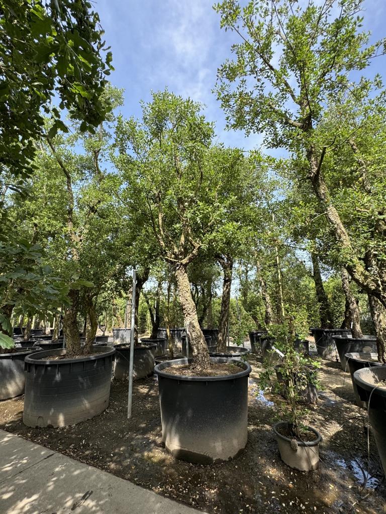 Quercus suber Schirmform