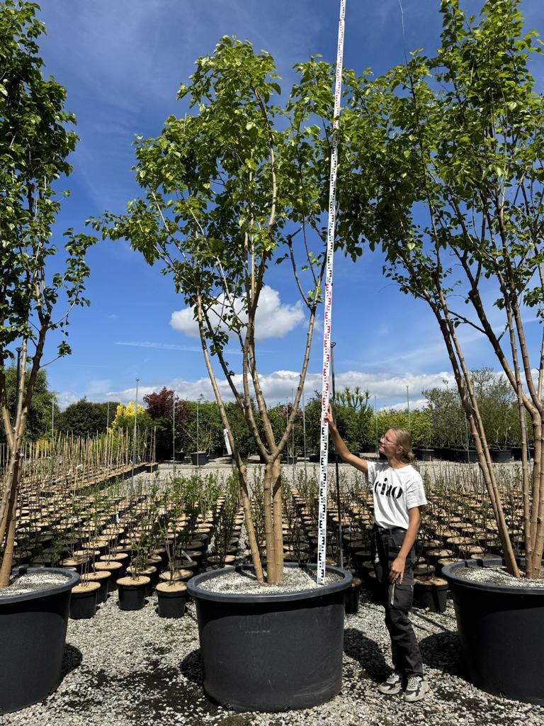 Morus alba