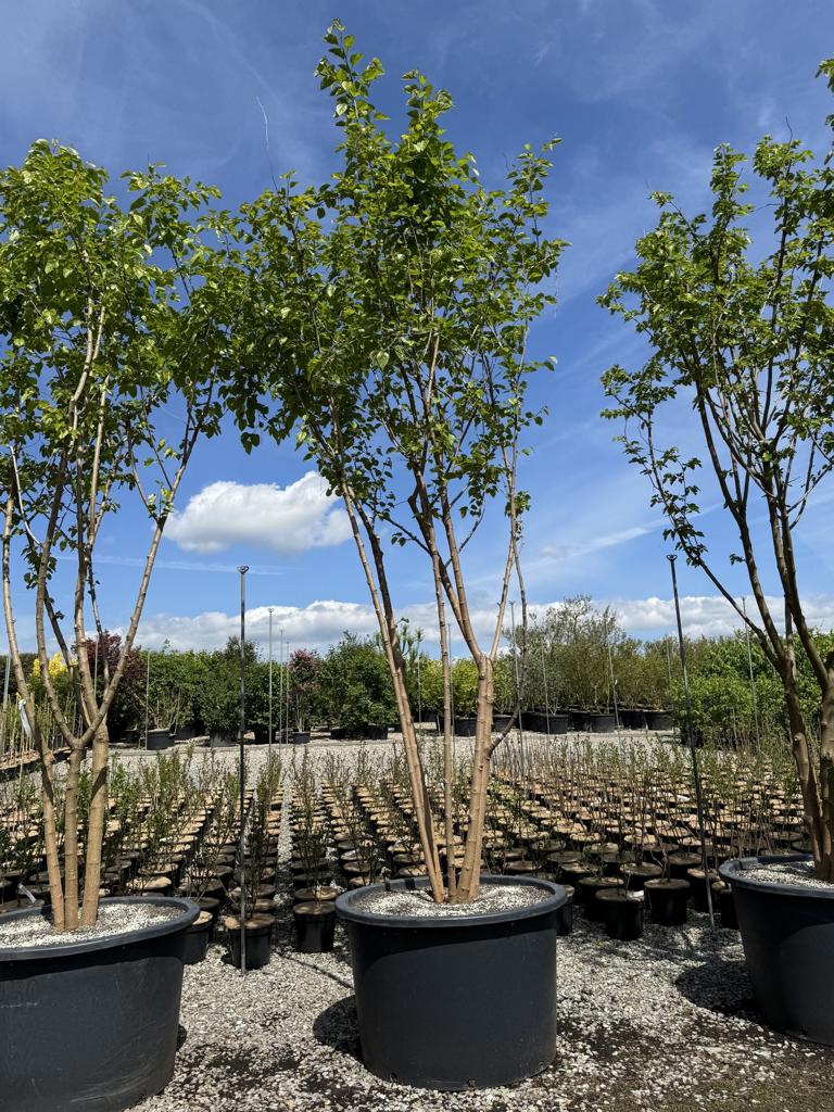 Morus alba