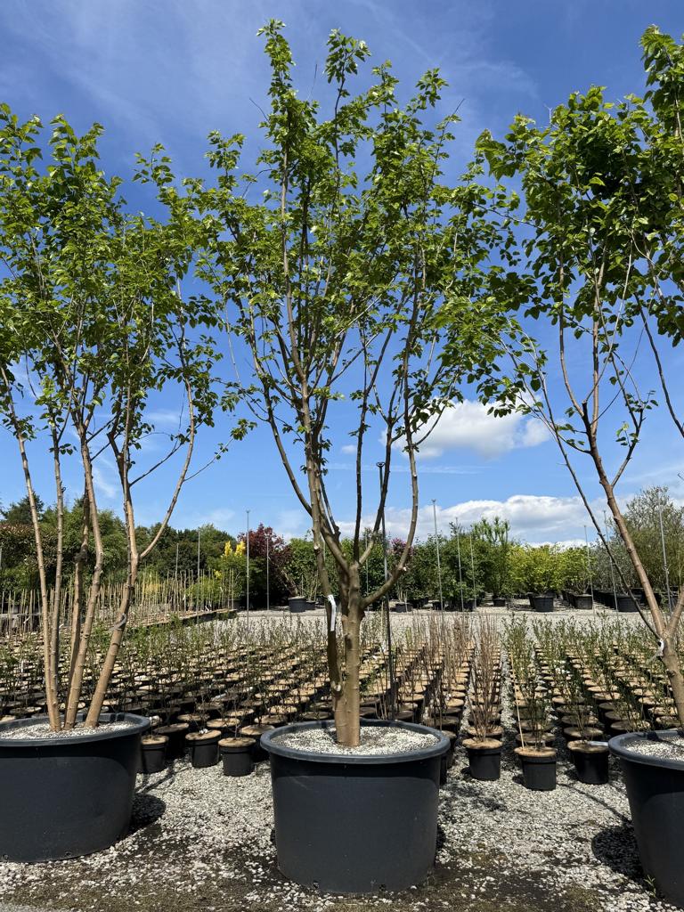 Morus alba