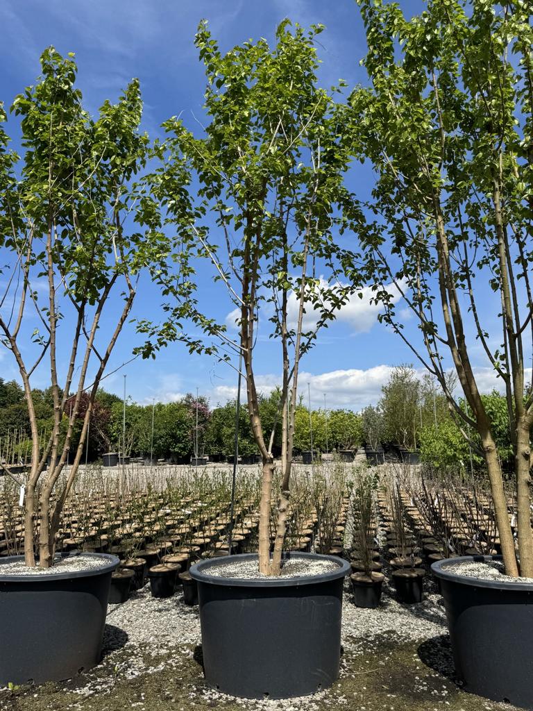 Morus alba